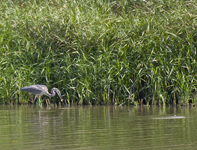 Great Blue Heron 0320